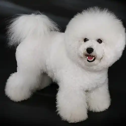 Bichon Friese